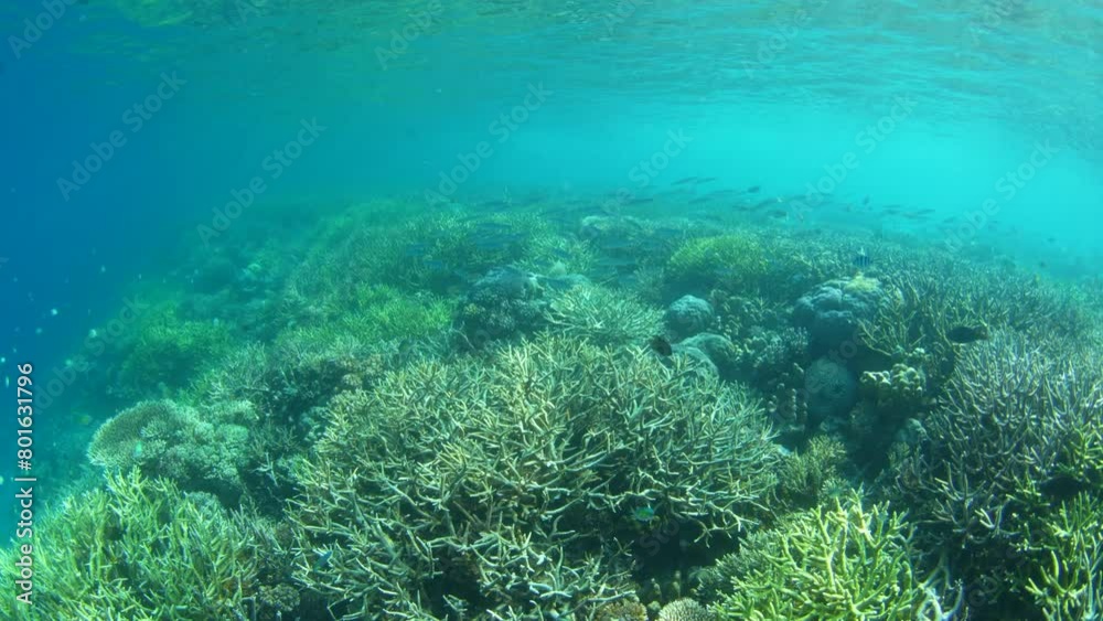 A healthy coral reef thrives in shallow water in Raja Ampat, Indonesia. This beautiful, tropical region is known for its spectacular marine biodiversity and world class diving and snorkeling. A healthy coral reef thrives in shallow water in Raja Ampat, Indonesia. This beautiful, tropical region is known for its spectacular marine biodiversity and world class diving and snorkeling.