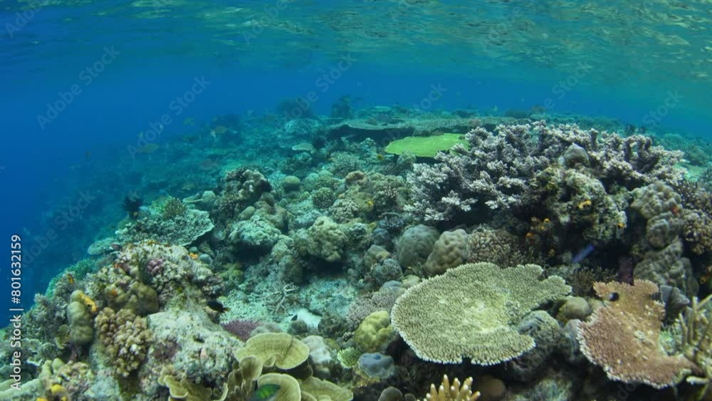 A healthy coral reef thrives in shallow water in Raja Ampat, Indonesia. This beautiful, tropical region is known for its spectacular marine biodiversity and world class diving and snorkeling. A healthy coral reef thrives in shallow water in Raja Ampat, Indonesia. This beautiful, tropical region is known for its spectacular marine biodiversity and world class diving and snorkeling.