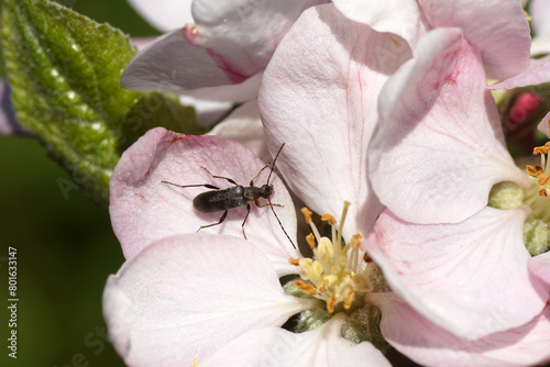 Small Longhorn beetle Grammoptera ruficornis, family Cerambycidae feeding on the white flowers of an apple tree (Malus). Spring, April, Netherlands