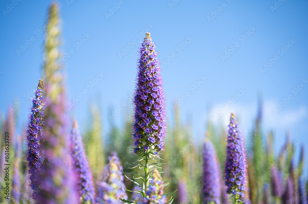 Obraz premium purple flowers