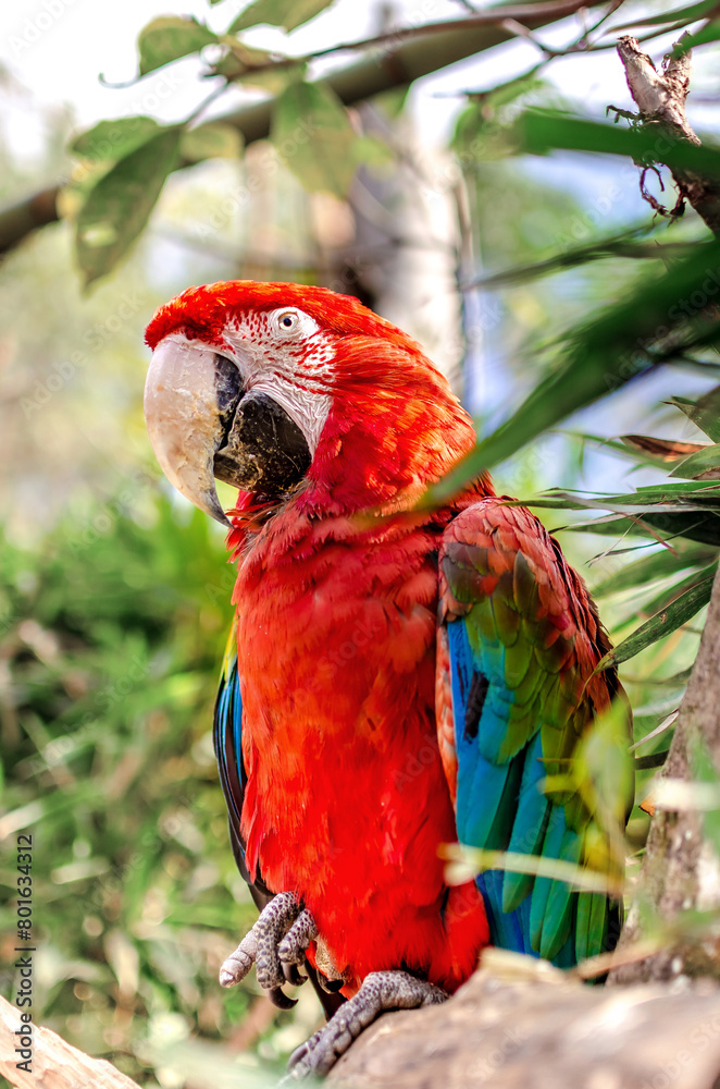Macaw rescued from captivity, victim of mistreatment.
