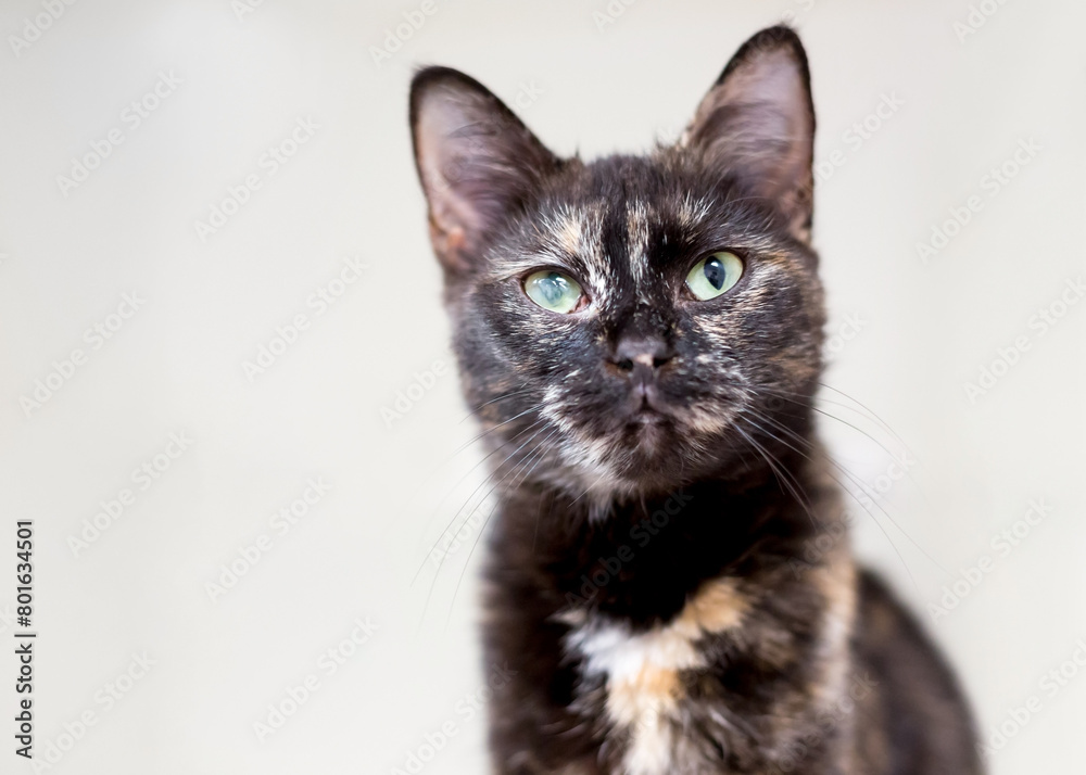 A Tortoiseshell cat with a cloudy eye