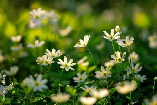 Delicate white flowers in a lush green field