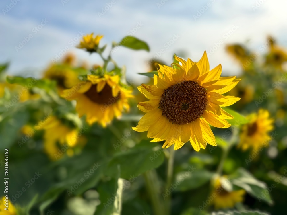 close up of field of yellow sunflowers in summertime