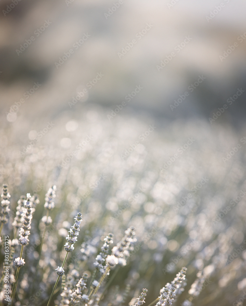 Fototapeta premium Sunset over a white lavender field in Provence, France.