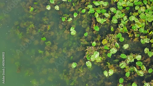 Sviluppo intenso di piante acquatiche sula riva del canale Piovego a Padova photo