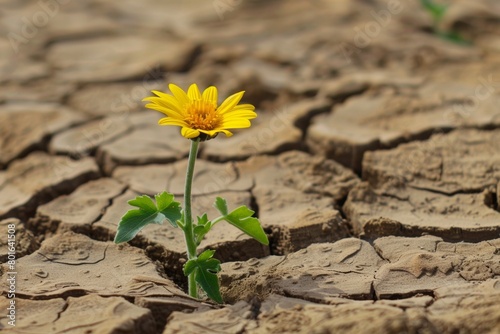 Flower growing from cracked dry soil in drought concept. Record summer heat. Background with selective focus