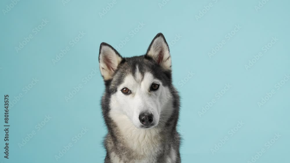 Alert Siberian Husky portrayed in a studio setting, displaying its piercing gaze. Dog portrait captures the breed's iconic markings and attentive expression, against a calm blue backdrop Alert Siberian Husky portrayed in a studio setting, displaying its piercing gaze. Dog portrait captures the breed's iconic markings and attentive expression, against a calm blue backdrop