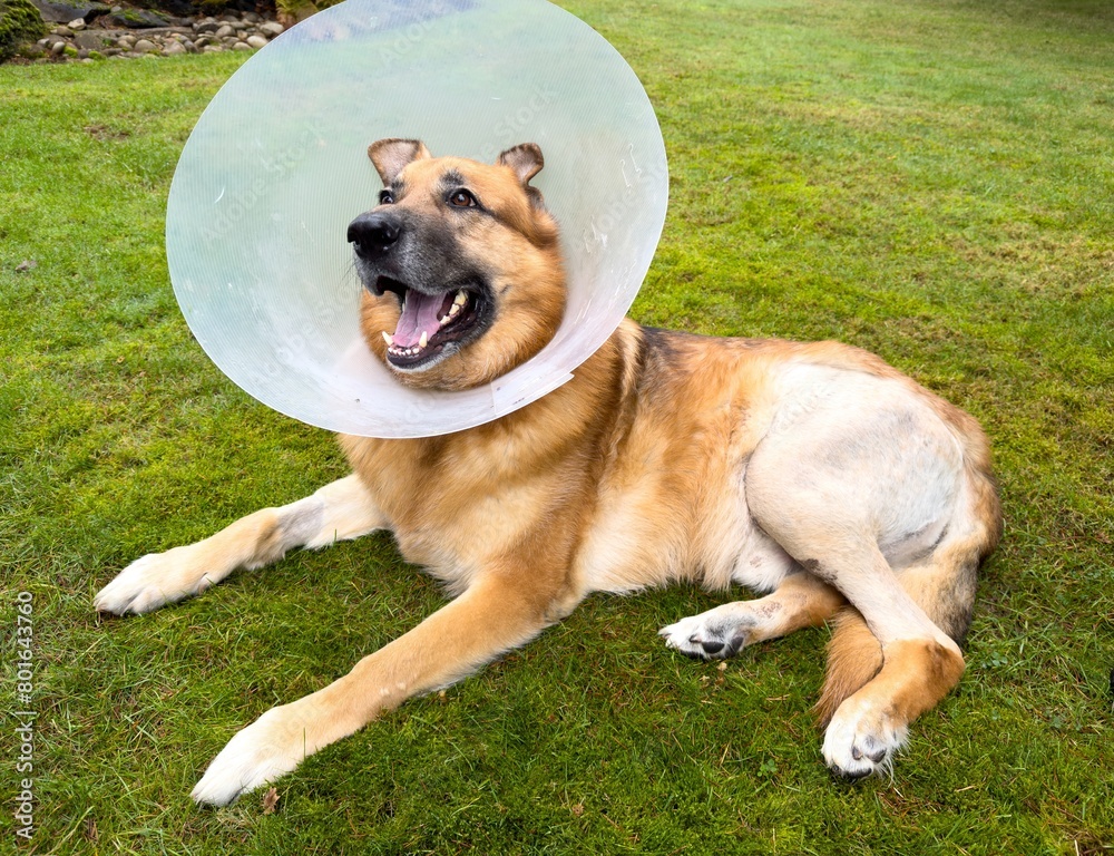 Portrait of an adult german sheppard dog  wearing a recovery cone collar laying on the grass looking away