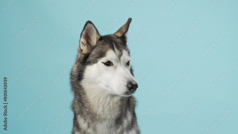 Alert Siberian Husky portrayed in a studio setting, displaying its piercing gaze. Dog portrait captures the breed's iconic markings and attentive expression, against a calm blue backdrop Alert Siberian Husky portrayed in a studio setting, displaying its piercing gaze. Dog portrait captures the breed's iconic markings and attentive expression, against a calm blue backdrop