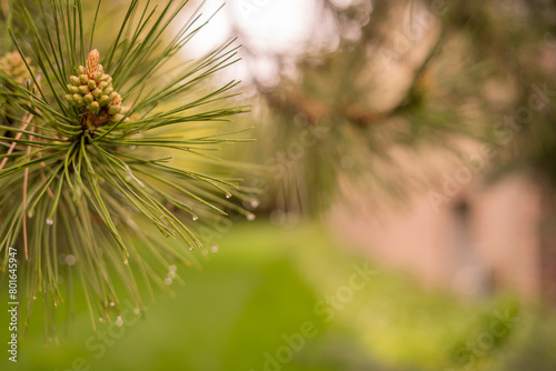 Dew Drops on Tree Plants Macro Photo Backgrounds photo