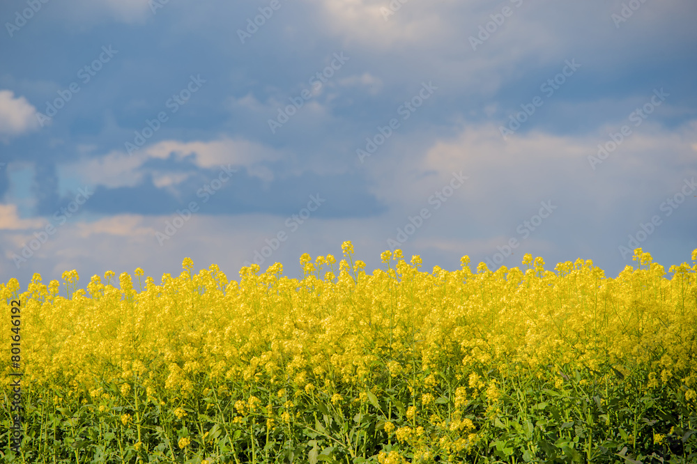 bright yellow blooming plants of rape in summer under blue sky, nice contrast
bright yellow blooming plants of rape in summer under blue sky, nice contrast