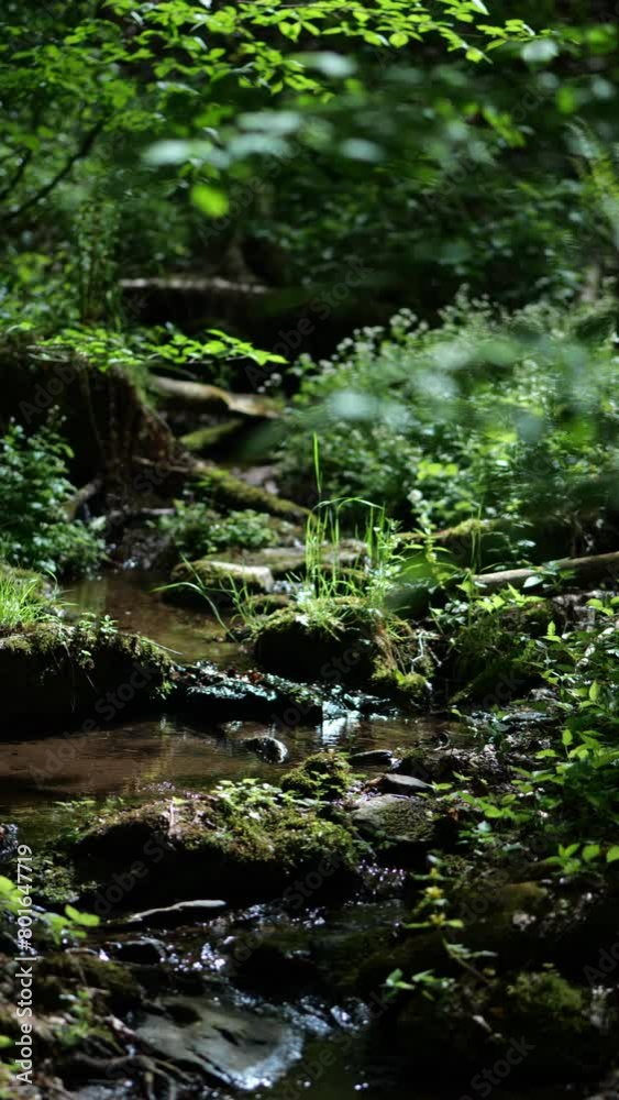 Water Stream in a Forest in Spring Water Stream in a Forest in Spring