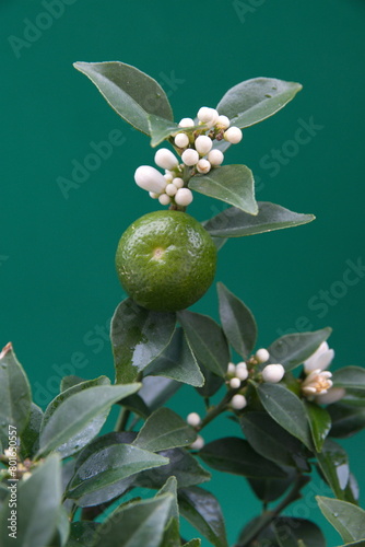 Blossom of chinotto, Citrus myrtifolia with fruits, the myrtle-leaved orange tree, on green background photo