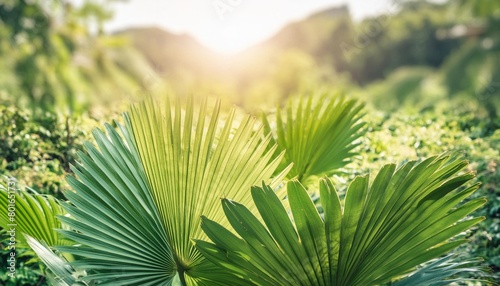 beautiful abstract nature background fresh green palm leaves sunshine blurred lush foliage natural closeup summer plants wallpaper wellbeing palm leaf texture natural tropical green sunny pattern