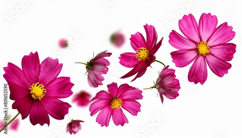 flying pink flowers isolated on transparent background cutout