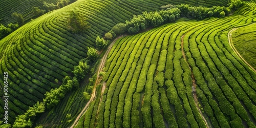 tea plantations from a bird's eye view Generative AI