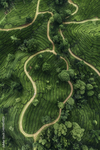 tea plantations from a bird's eye view Generative AI