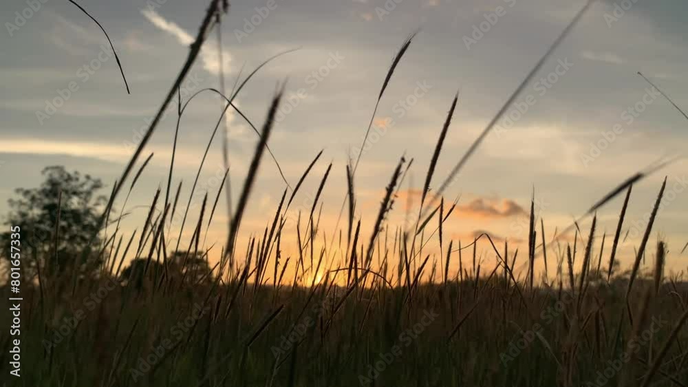 Grass during the sunset. Grass during the sunset.