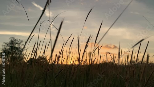 Grass during the sunset.