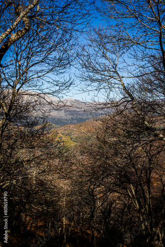 Forest. Forest of chestnut trees in autumn. Andalusia, Spain.