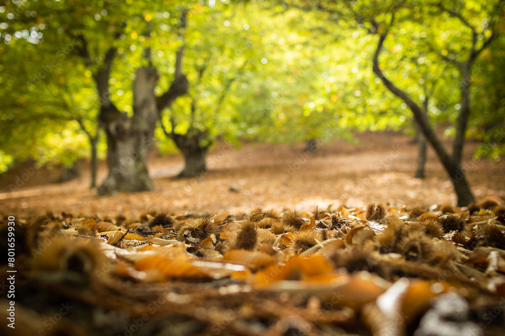 Forest. Forest of chestnut trees in autumn. Andalusia, Spain. Forest. Forest of chestnut trees in autumn. Andalusia, Spain.