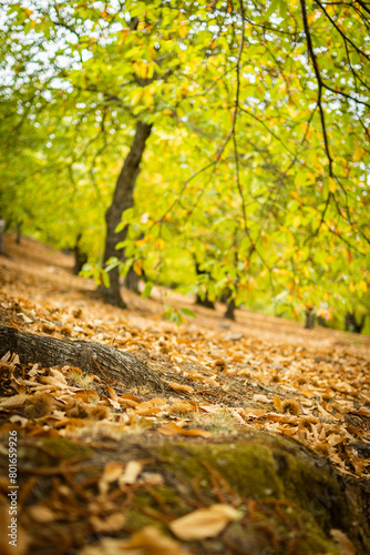 Forest. Forest of chestnut trees in autumn. Andalusia, Spain.