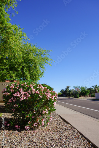 Desert style xeriscaped roadside with drought tolerant pink oleander or Nerium Petite Oleander covered in pink flowers, Phoenix, Arizona