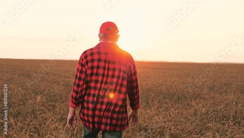 Man farmer walking at sunset dry wheat field relaxing outdoor back view. Male agricultural worker in red cap going surrounded by farming cultivated cereal plant meadow sunrise sky horizon © DREAM INSPIRATION