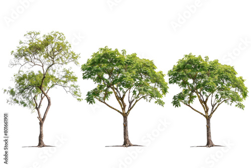 A collection of trees with a transparent background.
