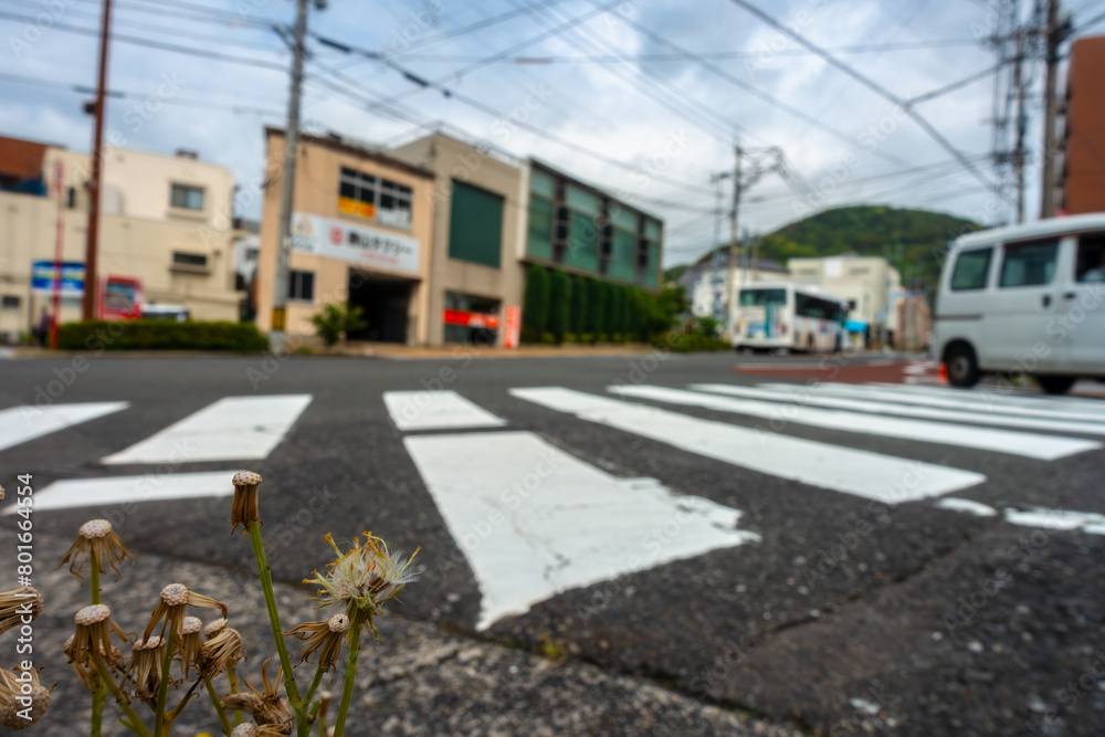 道路の隅で綿毛を飛ばした蒲公英20240430