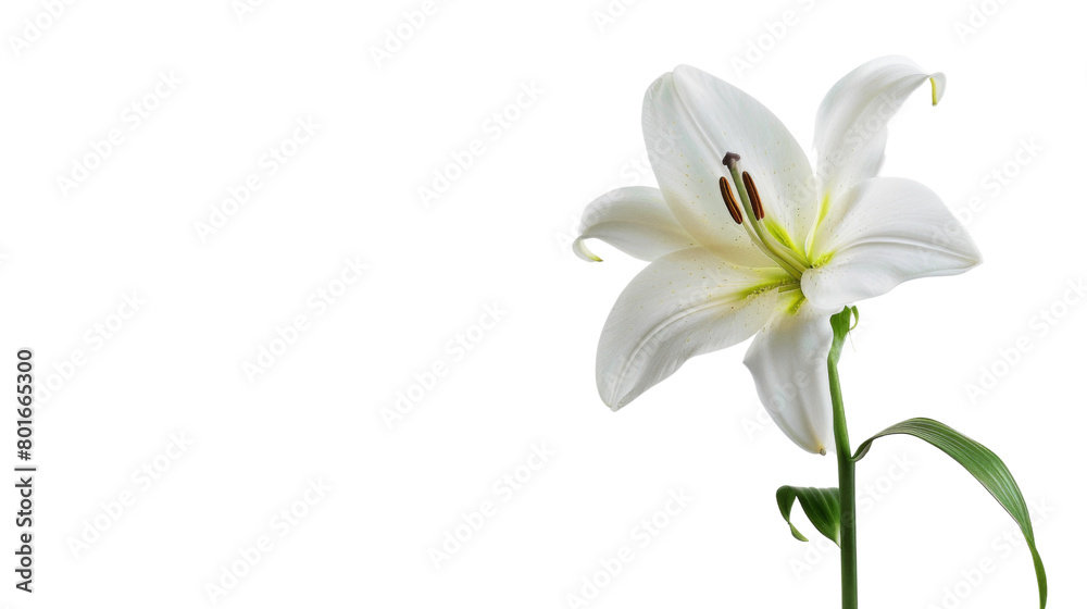 Single pure white lily head 