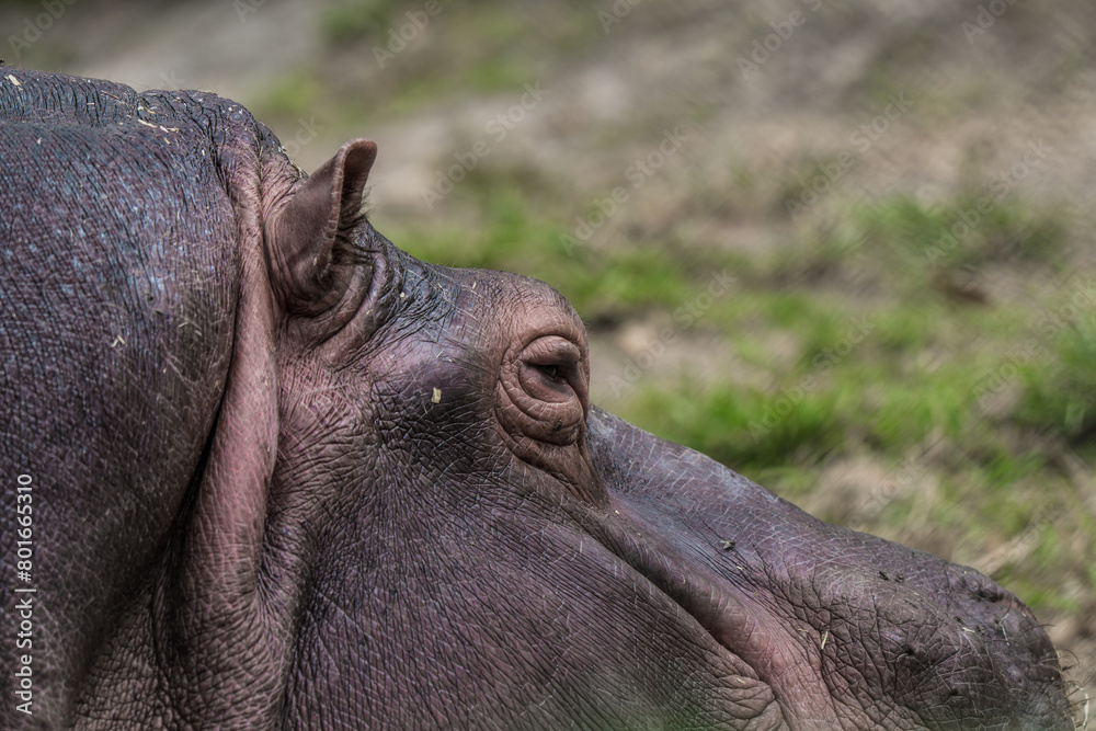 Close-up of a hippo's eye, highlighting skin detail Close-up of a hippo's eye, highlighting skin detail