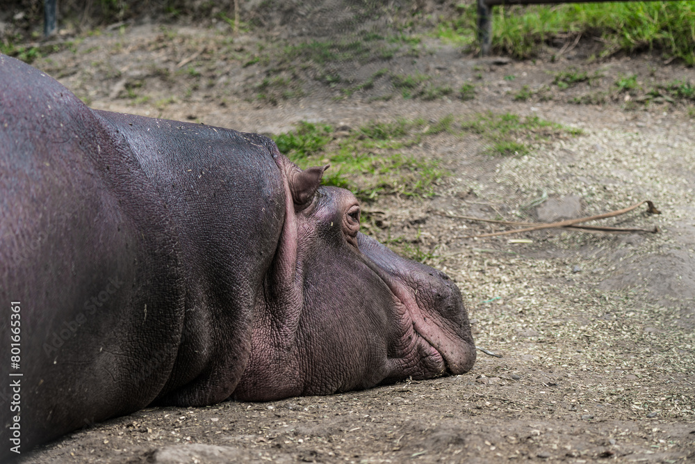 Relaxed hippo lying down, showcasing its massive head Relaxed hippo lying down, showcasing its massive head