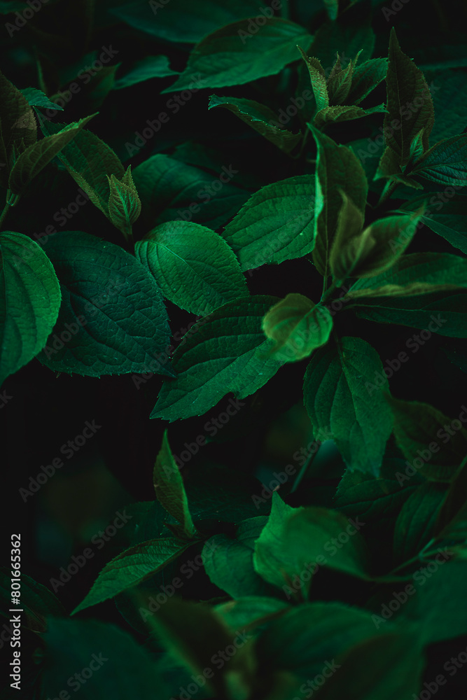 Fototapeta premium green leaves background