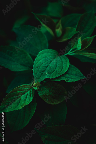 green leaves on black background