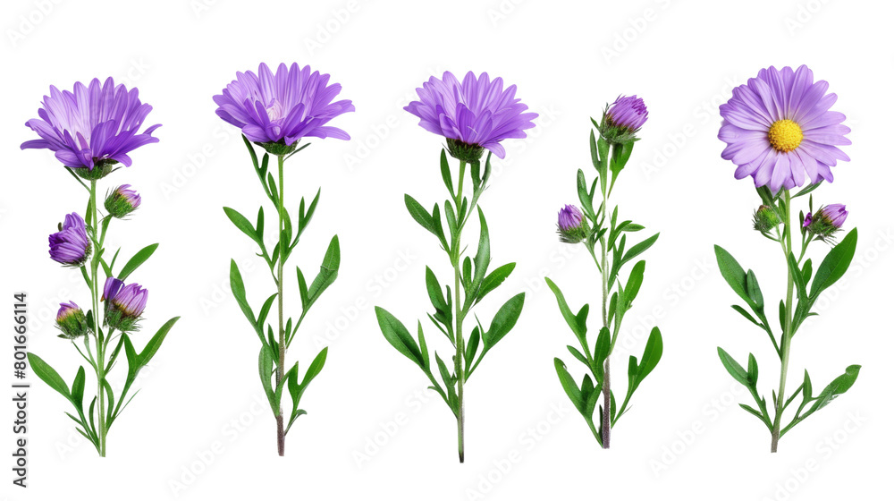 Rurple aster flowers Rurple aster flowers