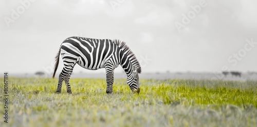 A zebra peacefully grazing on grass photo