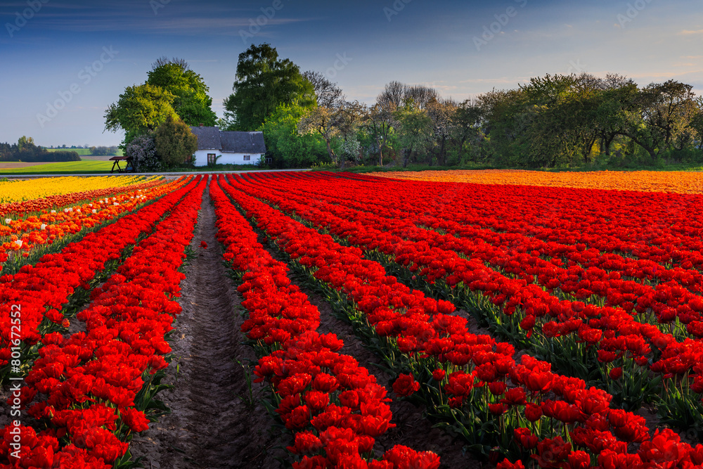 Fototapeta premium Tulips