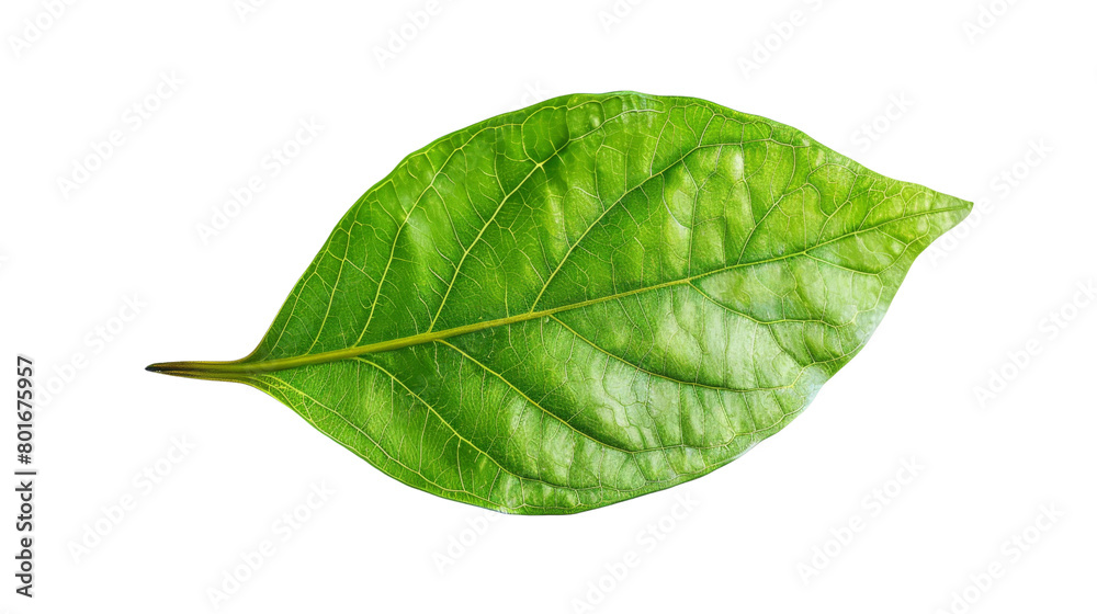 Obraz premium Green leaf