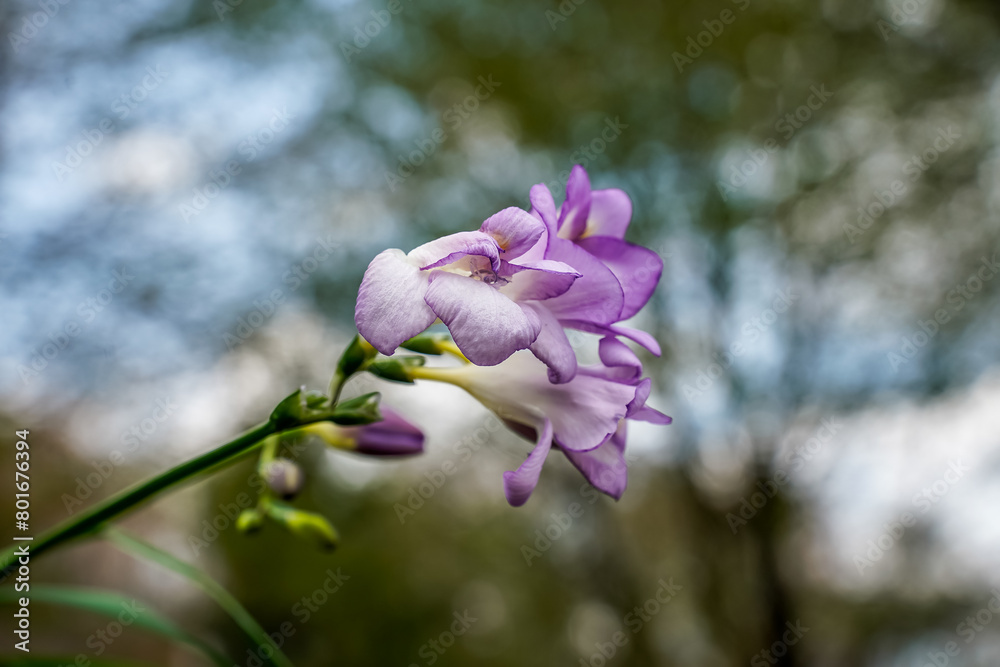 Purple and white freesia flowers, bokeh background. Purple and white freesia flowers, bokeh background.