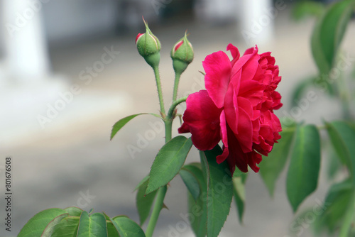 ECLAT FLORAL - L'HYMNE DE LA ROSE
L'univers envoûtant de la rose, symbole intemporel de beauté et d'amour. Chaque pétale délicat, chaque nuance de rose évoque la passion et la tendresse.  photo