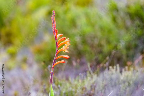 Watsonia tabularis or Table Mountain watsonia flower close up in the wild at Cape Point nature reserve, Cape Peninsula, South Africa in summer with copy space