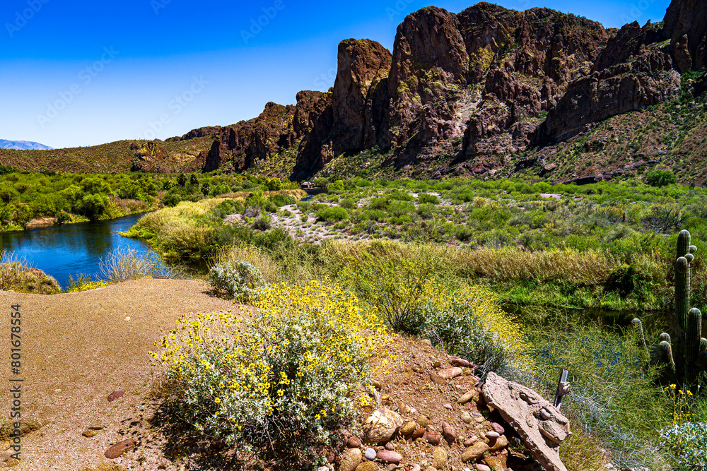 Obraz premium Arizona's Salt River in the Spring