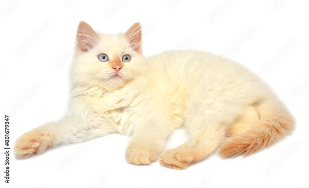 Beautiful kitten posing lying isolated on white background. Persian cat