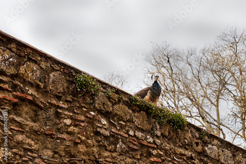 peacock in the castle of Lisbon (ID: 801679335)