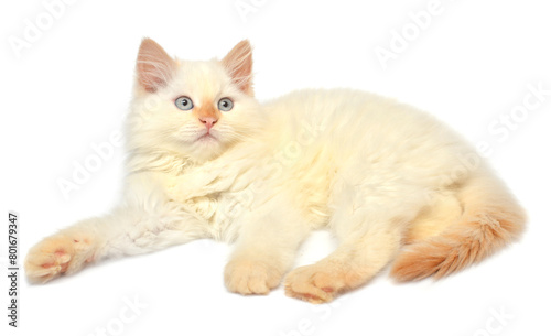 Beautiful kitten posing lying isolated on white background. Persian cat