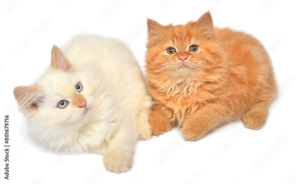 Two beautiful playful kittens posing isolated on white background. Persian cat, creative pets Two beautiful playful kittens posing isolated on white background. Persian cat, creative pets