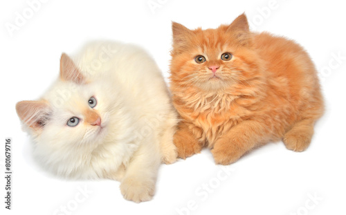 Two beautiful playful kittens posing isolated on white background. Persian cat, creative pets