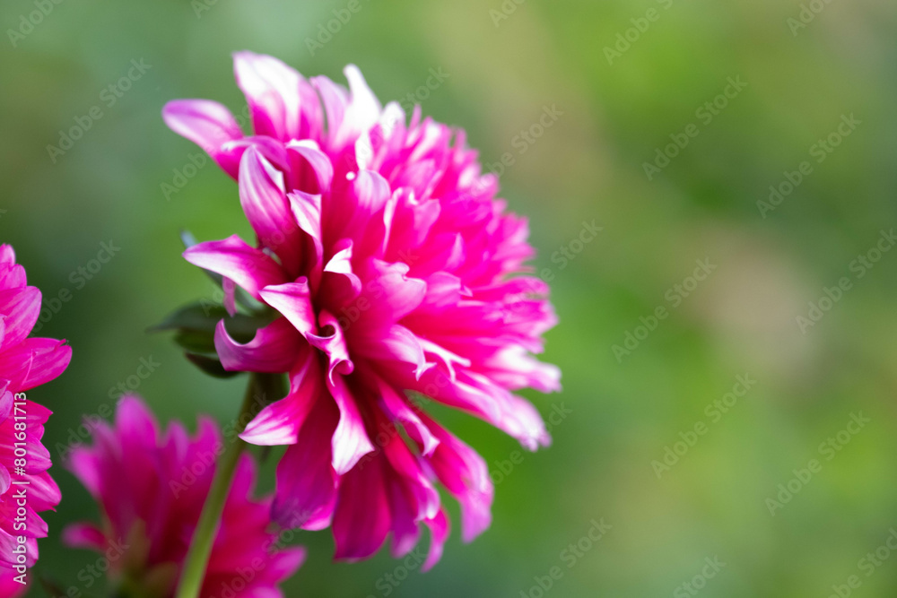 Summer Concept, Close up Blooming Pink Dahlia flower Summer Concept, Close up Blooming Pink Dahlia flower